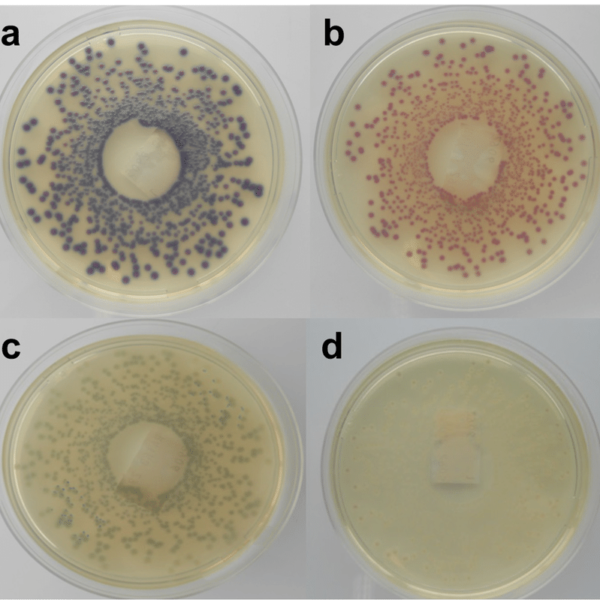 Môi Trường Nuôi Cấy TSC (Tryptose sulfite cycloserine) agar 111972 Merck - Image 2