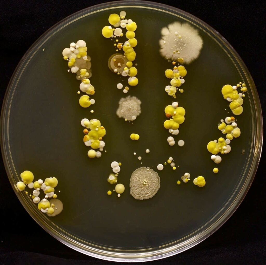 Môi Trường Nuôi Cấy Potato Dextrose Agar 110130 Merck