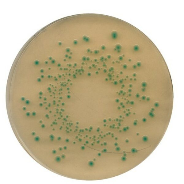 Môi Trường Nuôi Cấy TBX (Tryptone Bile X-glucuronide) Agar 116122 Merck - Image 1