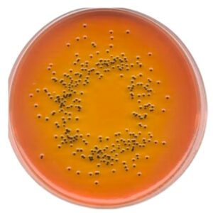Môi Trường Nuôi Cấy MacConkey Agar 105465 Merck