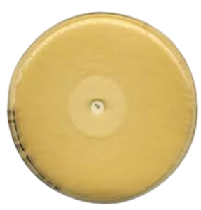 Môi Trường Nuôi Cấy Thạch Kháng Sinh 105269 Merck