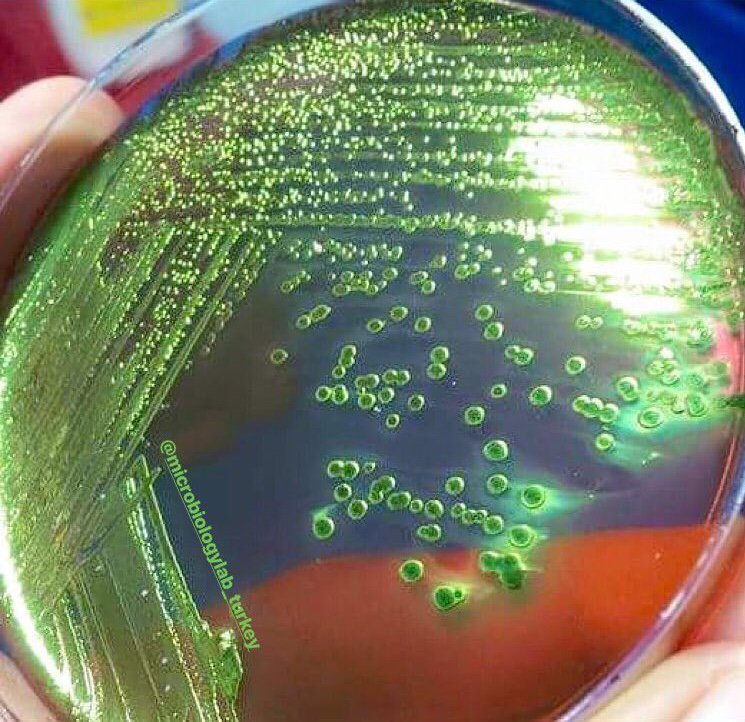 Môi Trường Nuôi Cấy EMB Lactose Sucrose 101347 Merck