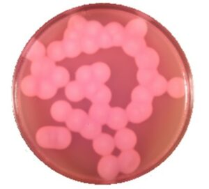 Môi Trường Nuôi Cấy Mannitol Egg Yolk Polymyxin 105267 Merck